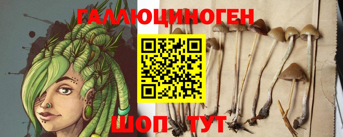 Галлюциногенные грибы Psilocybe  Москва 